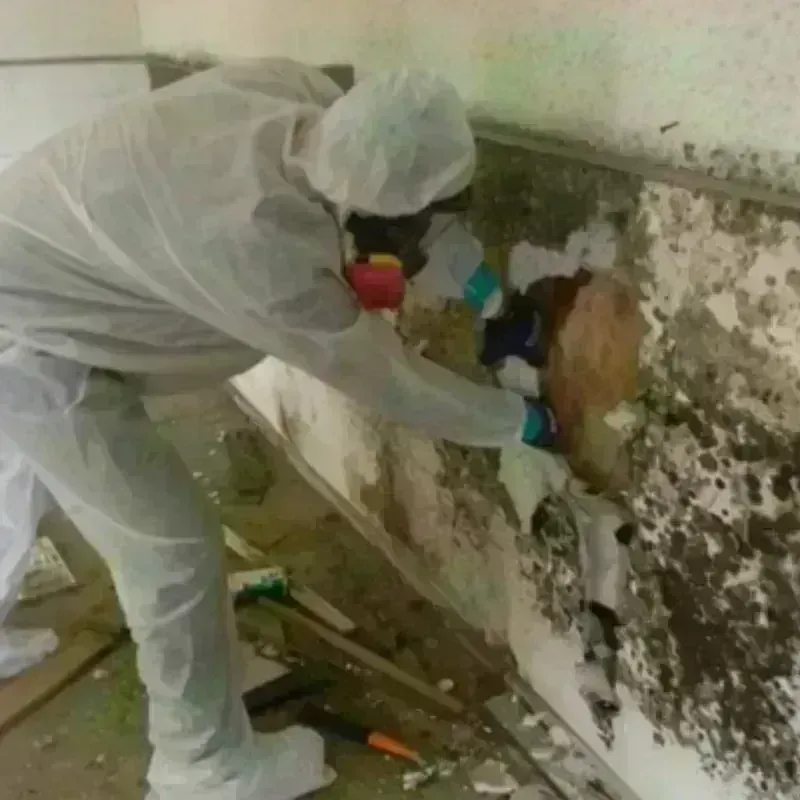 Mold Remediation and Removal in Belgrade, MT